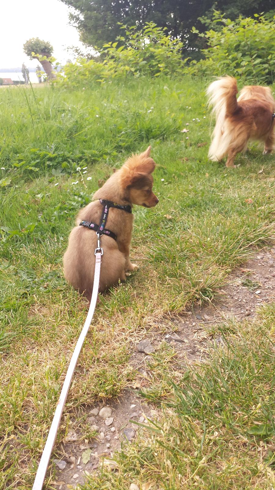 Blanding af racer Molly billede 10