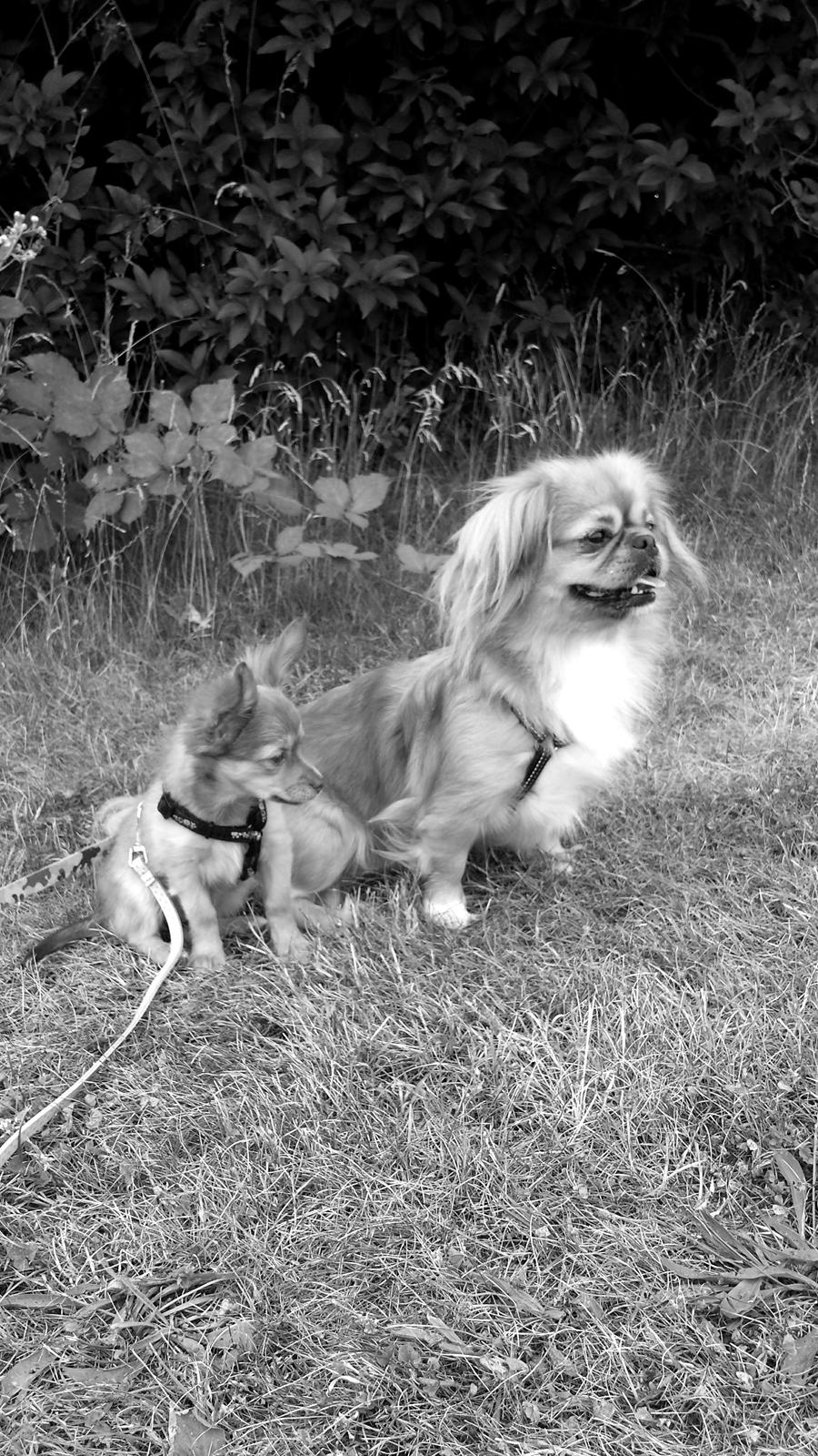 Blanding af racer Molly billede 6