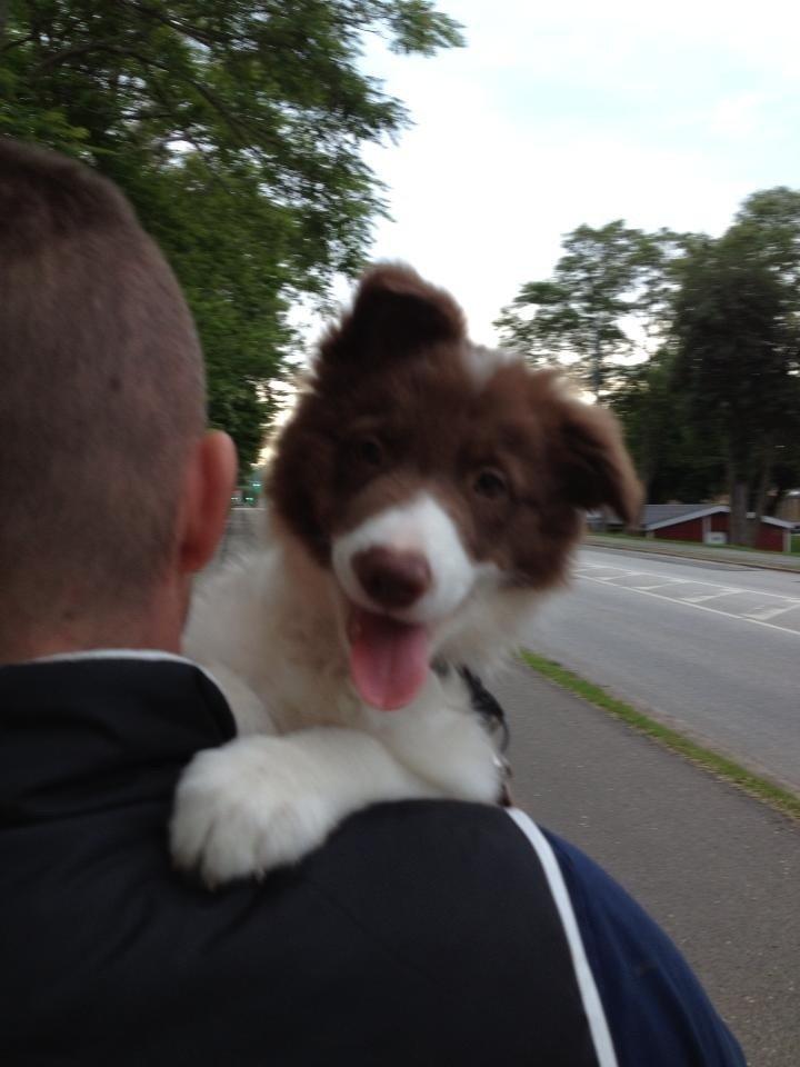 Border collie Enzo billede 1