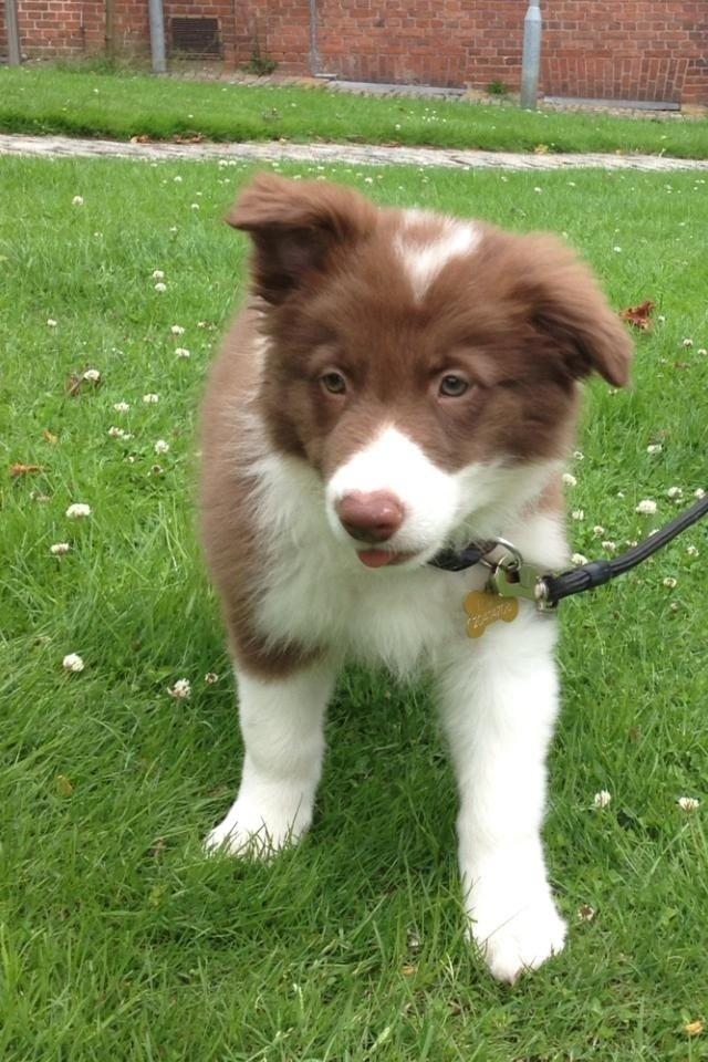 Border collie Enzo billede 2