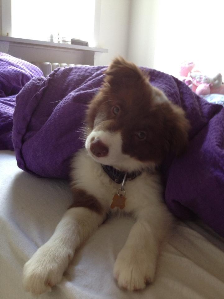 Border collie Enzo billede 3