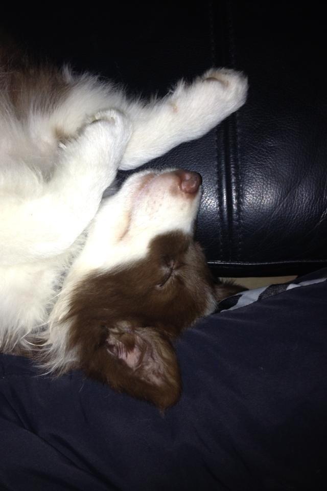 Border collie Enzo billede 4