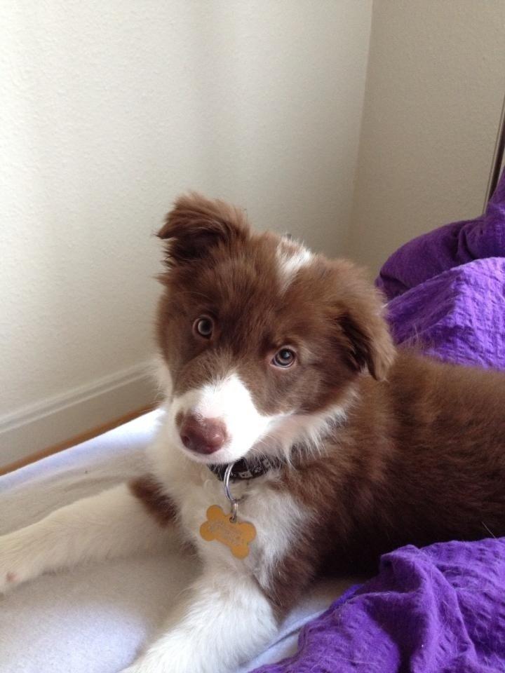 Border collie Enzo billede 5