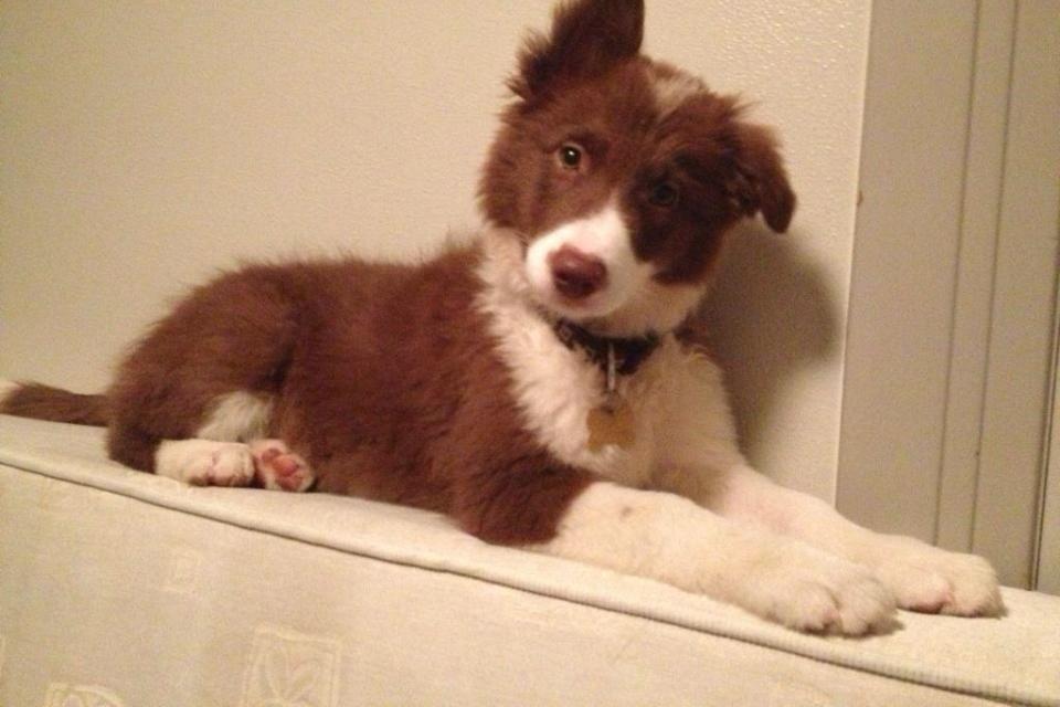 Border collie Enzo billede 6