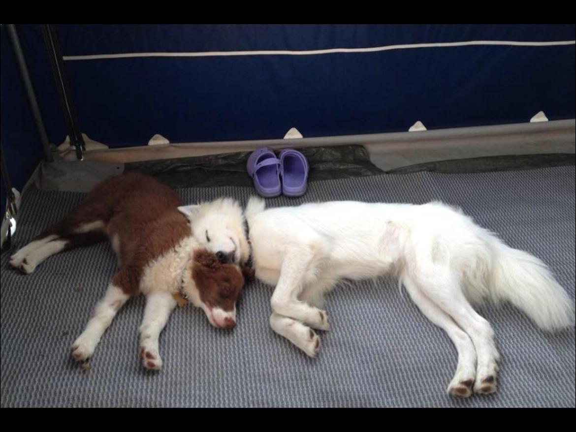 Border collie Enzo billede 7