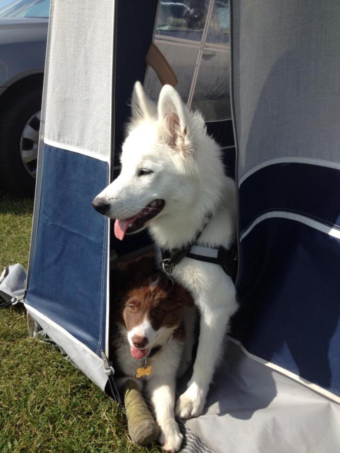 Border collie Enzo billede 8