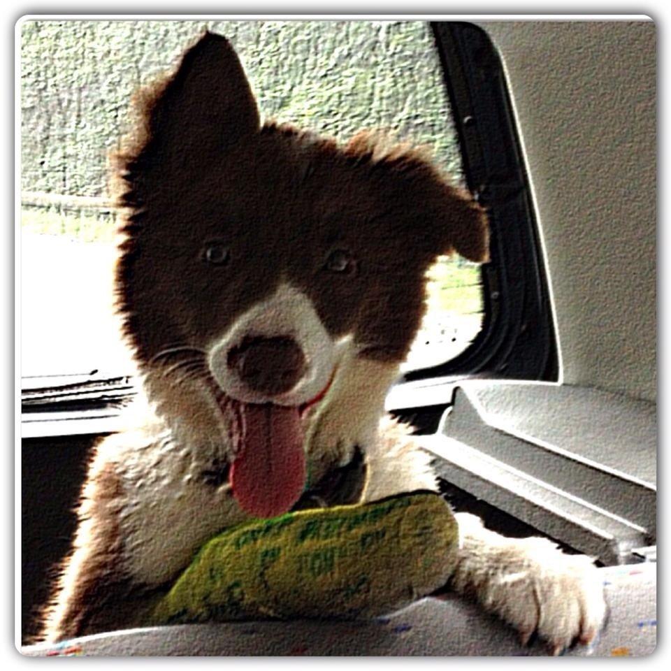 Border collie Enzo billede 9