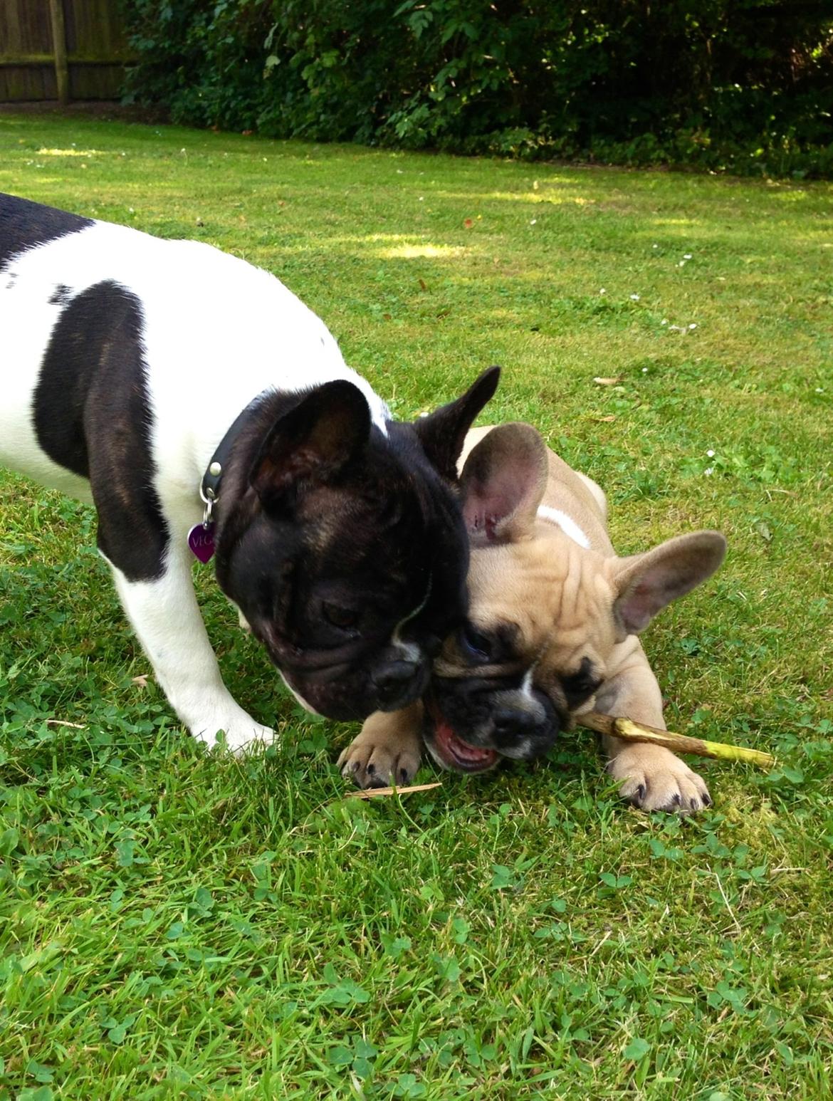 Fransk bulldog Joe - Joe leger med en anden Fransk Bulldog Vega.. De prøver og dele pinden.. :) billede 29