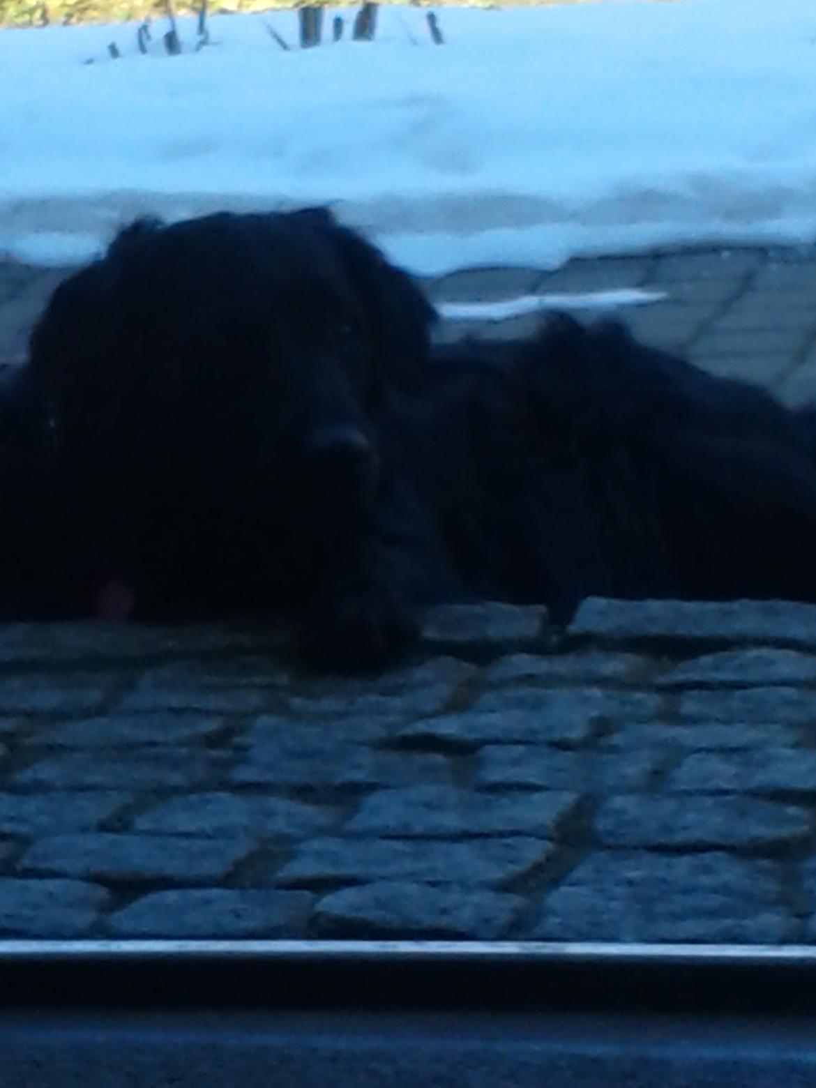 Blanding af racer Puf billede 1