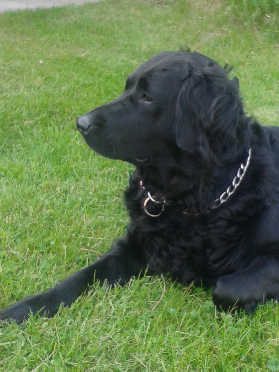 Blanding af racer Puf billede 2