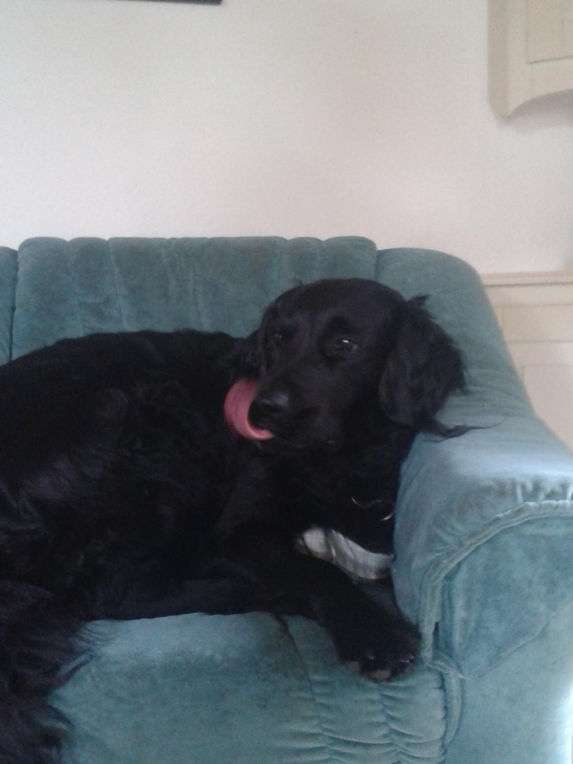 Blanding af racer Puf billede 3