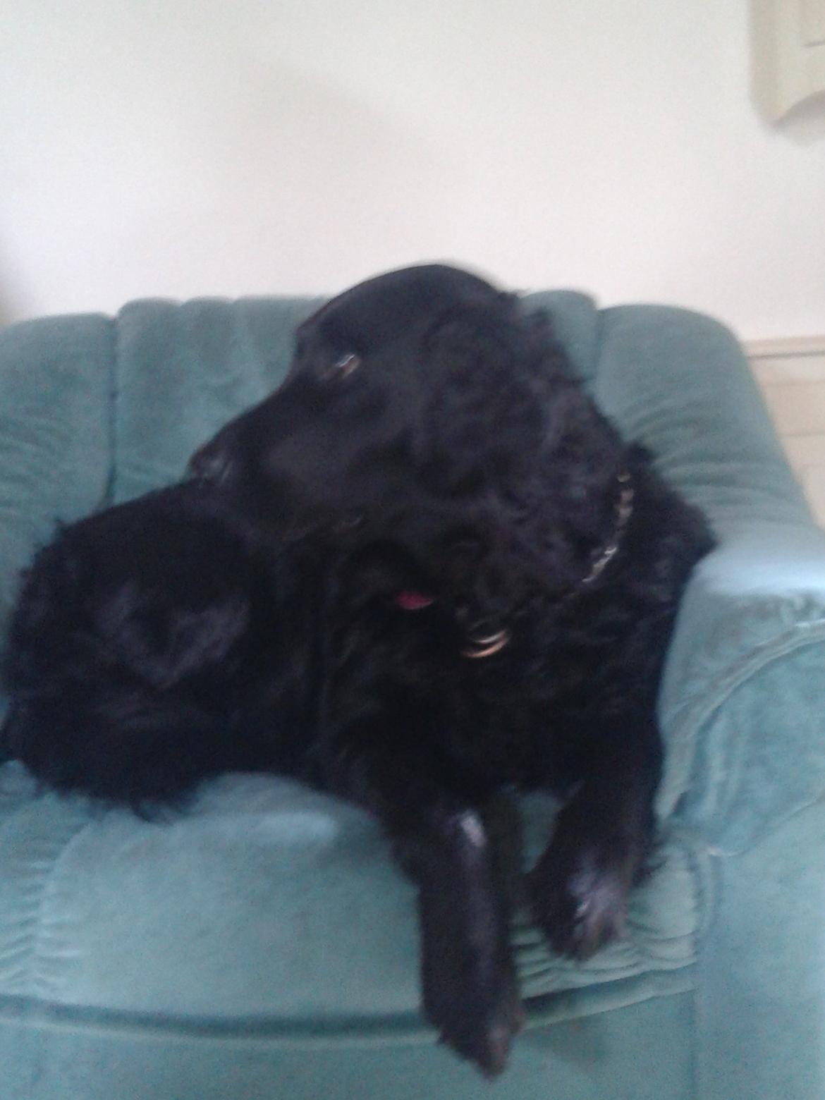 Blanding af racer Puf billede 4