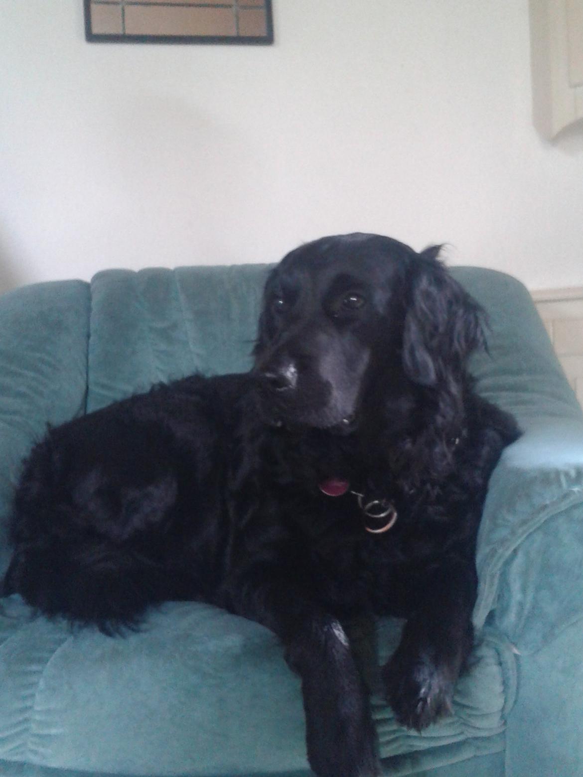 Blanding af racer Puf billede 5