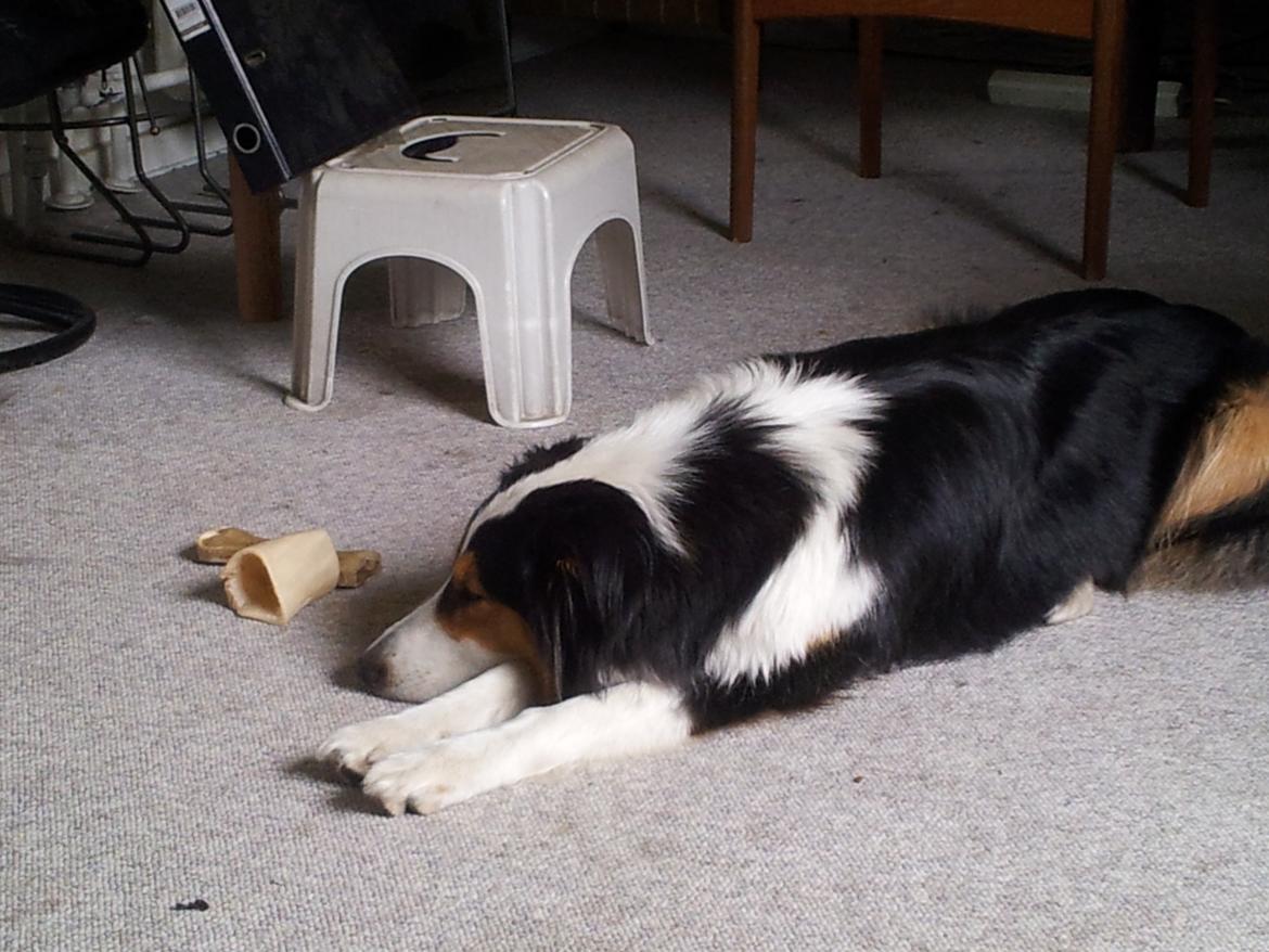 Collie langhåret Chica billede 24