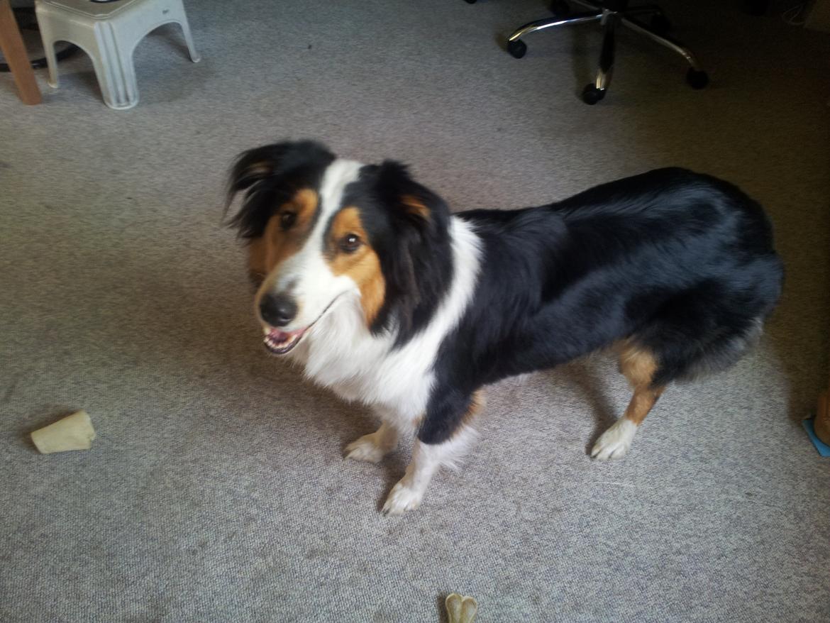 Collie langhåret Chica billede 25