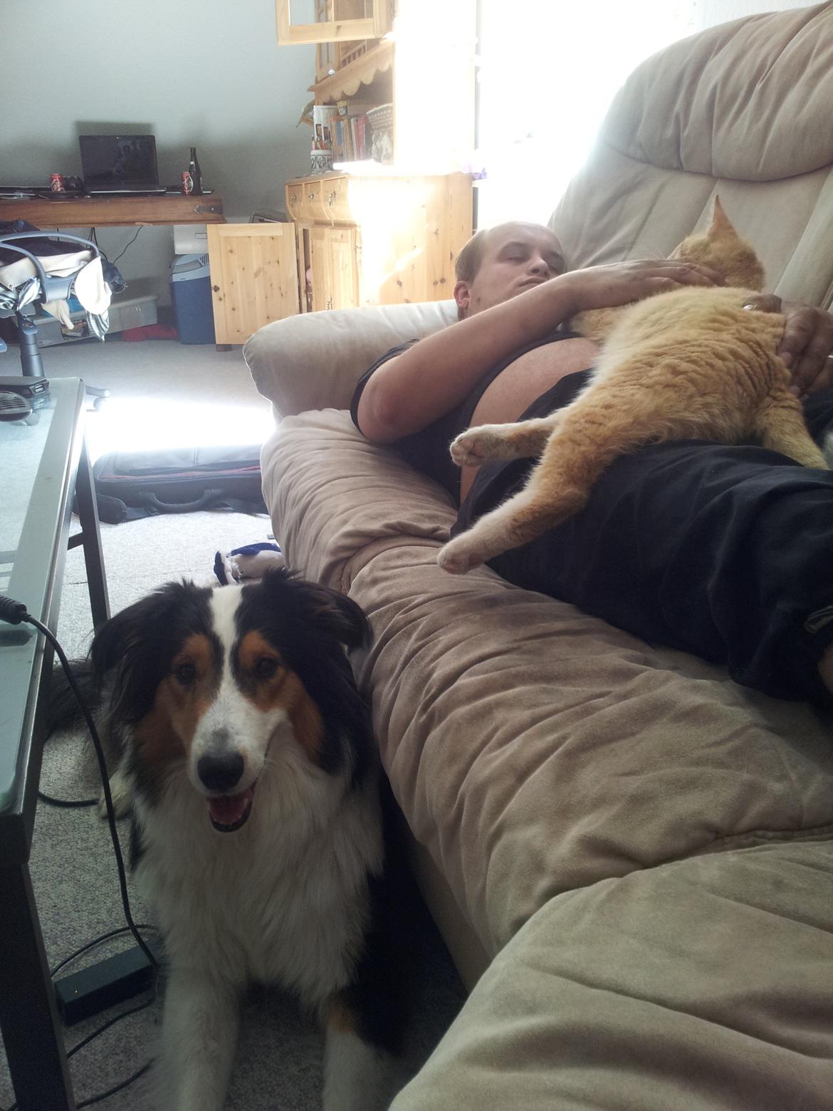 Collie langhåret Chica billede 26