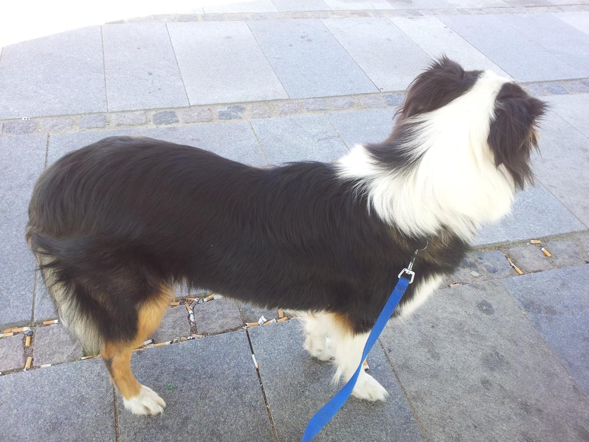 Collie langhåret Chica billede 27