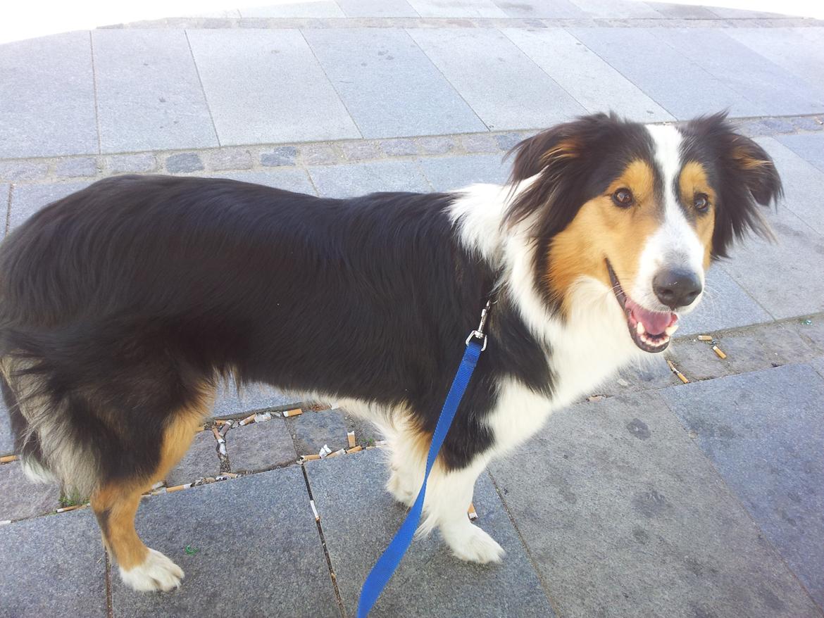 Collie langhåret Chica billede 28