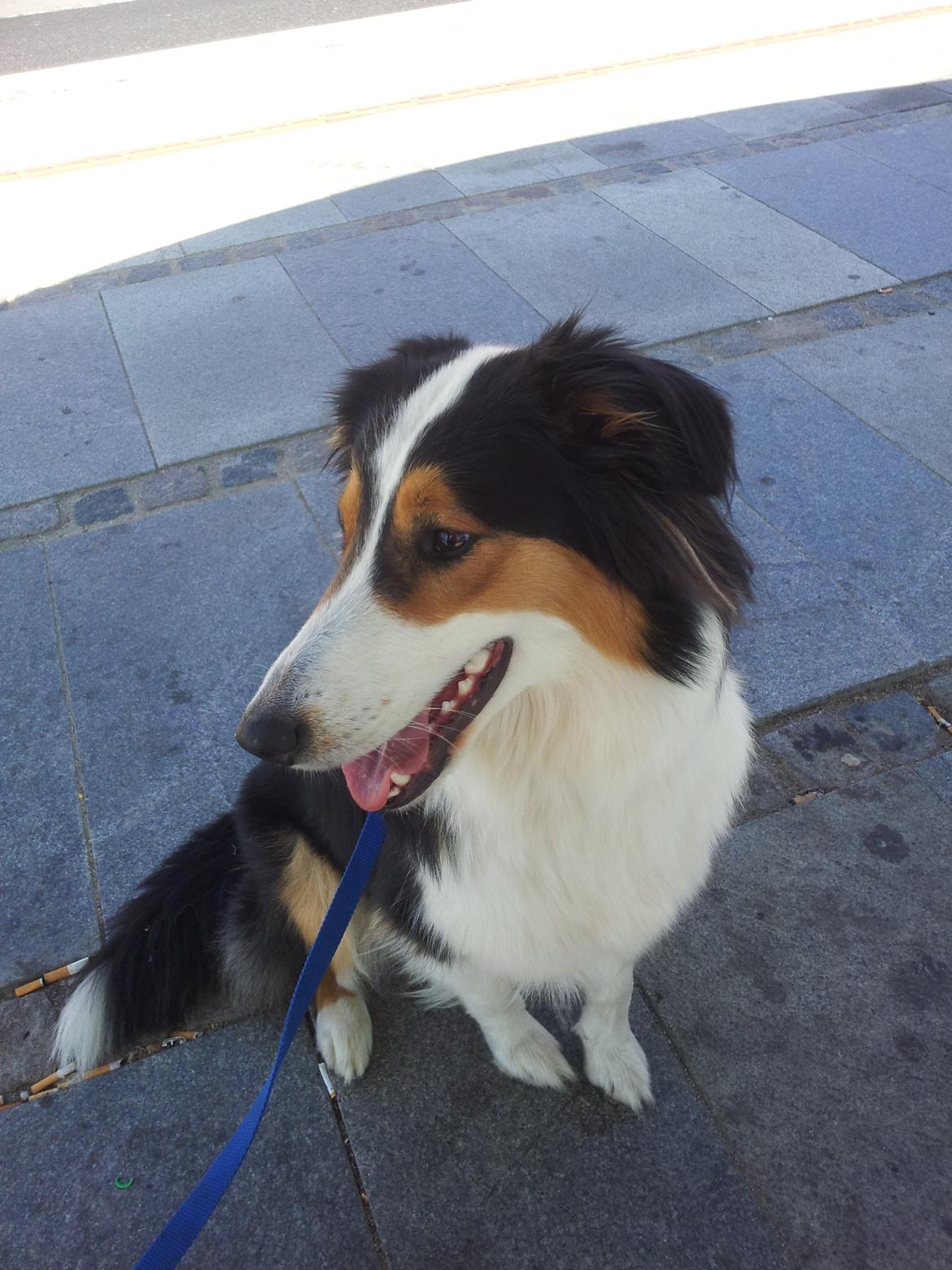 Collie langhåret Chica billede 29