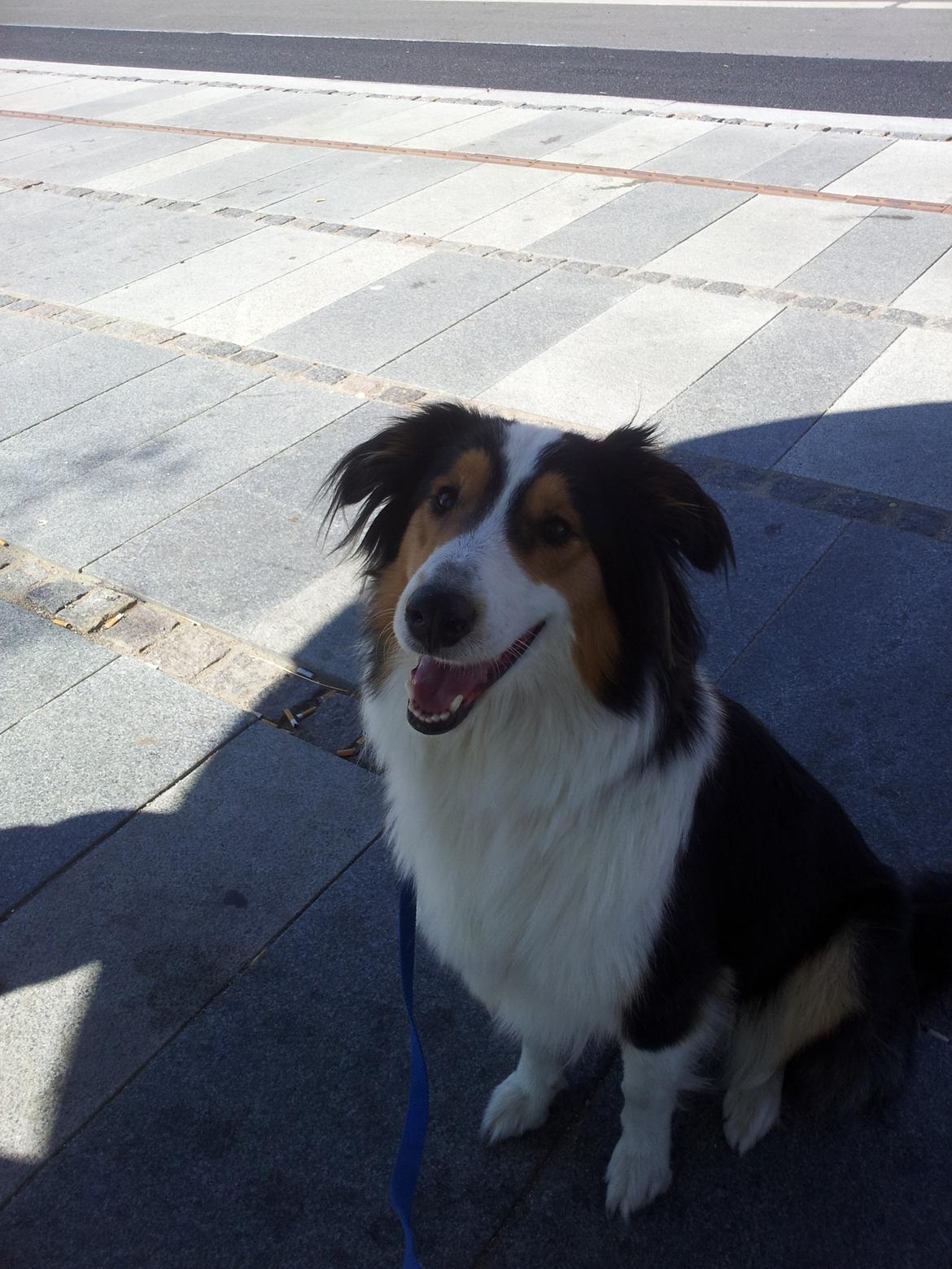 Collie langhåret Chica billede 30