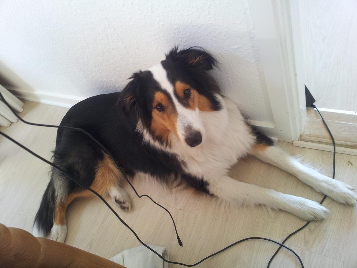 Collie langhåret Chica billede 31