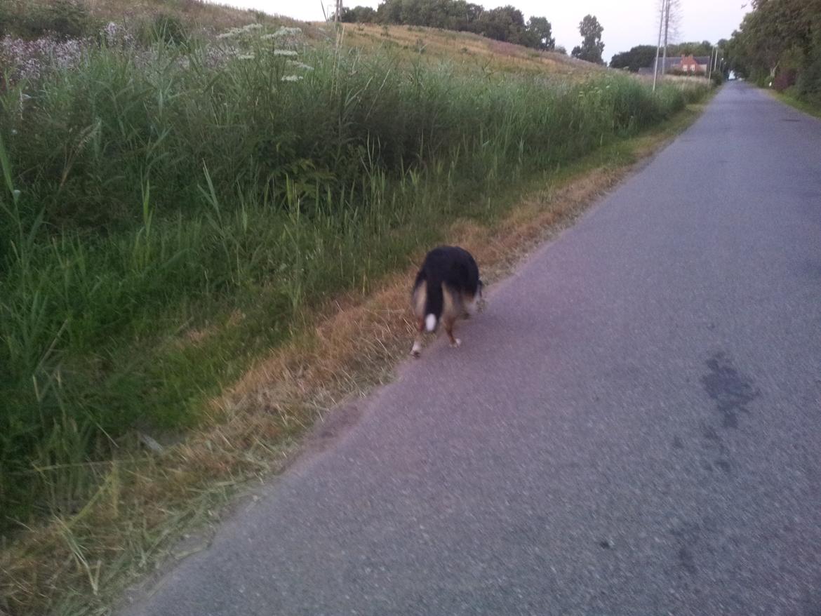 Collie langhåret Chica billede 32