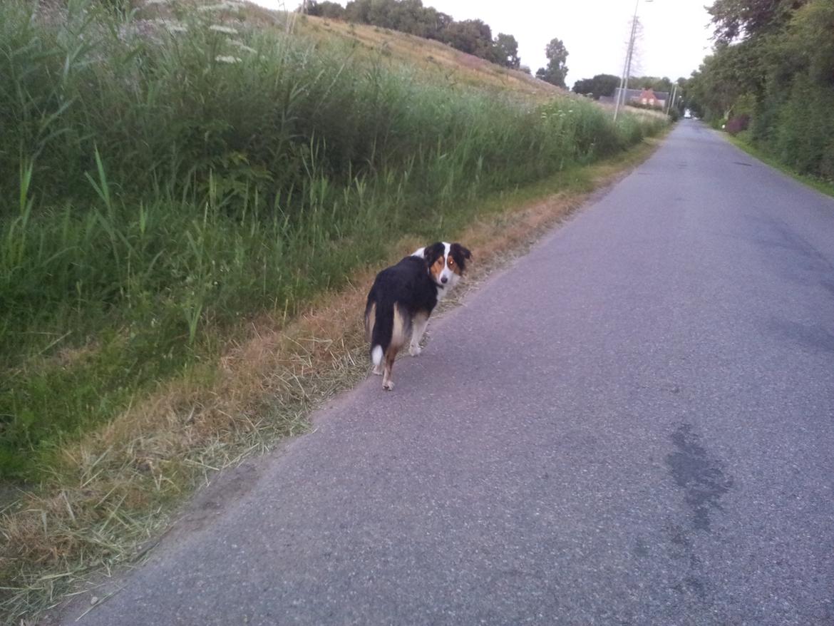 Collie langhåret Chica billede 33