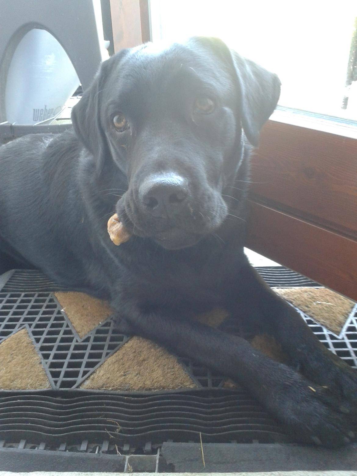 Labrador retriever Smilla billede 9