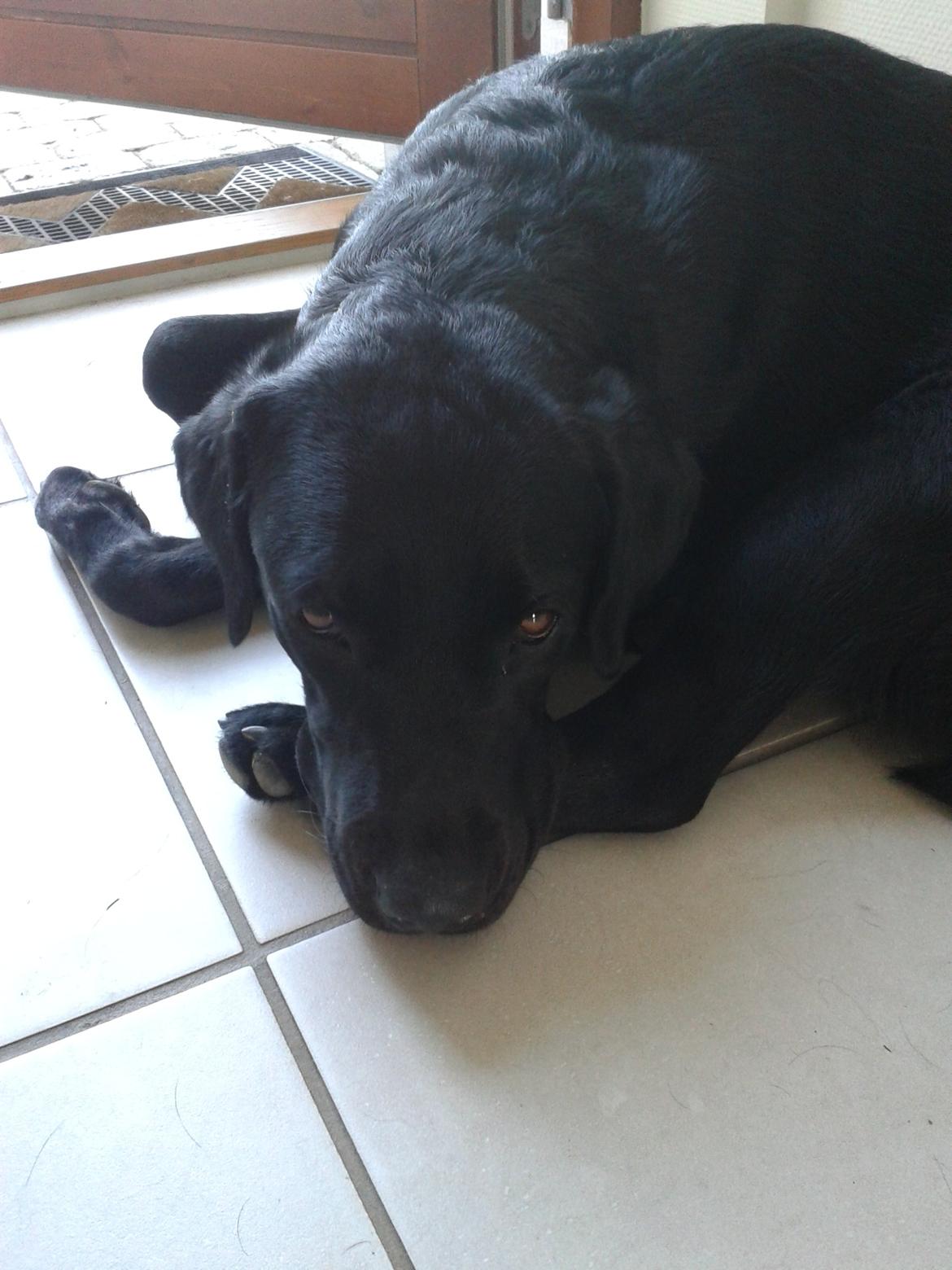 Labrador retriever Smilla billede 10