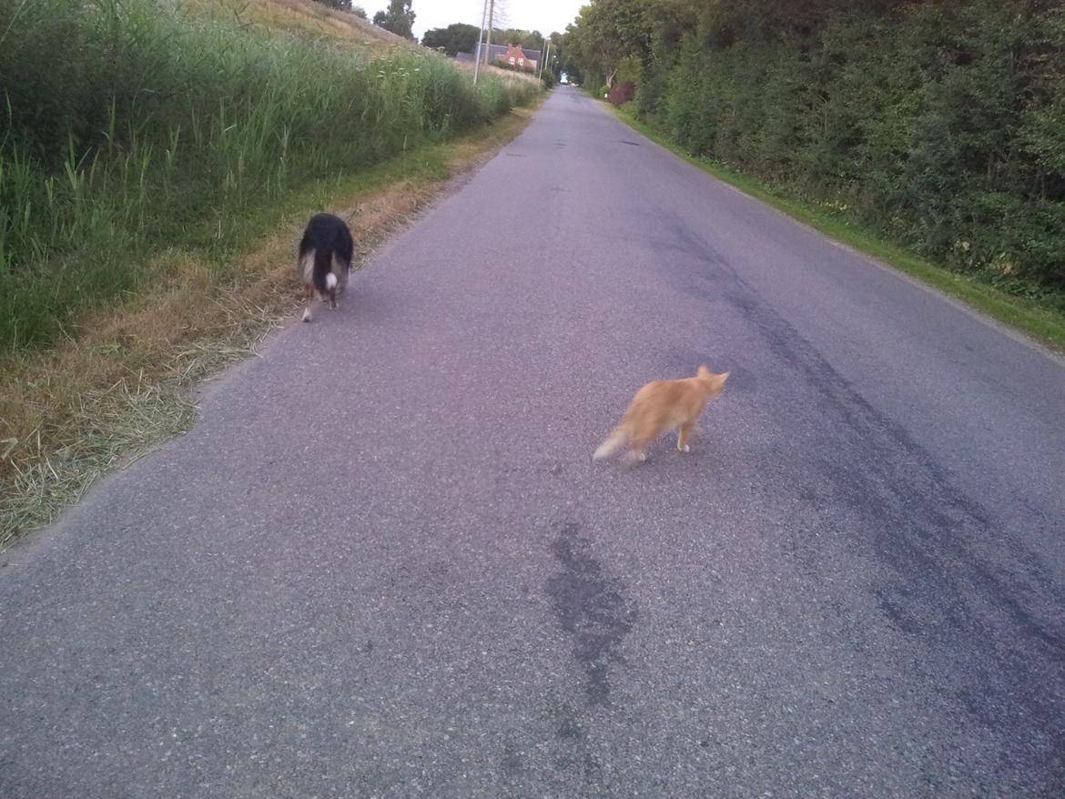 Collie langhåret Chica billede 34