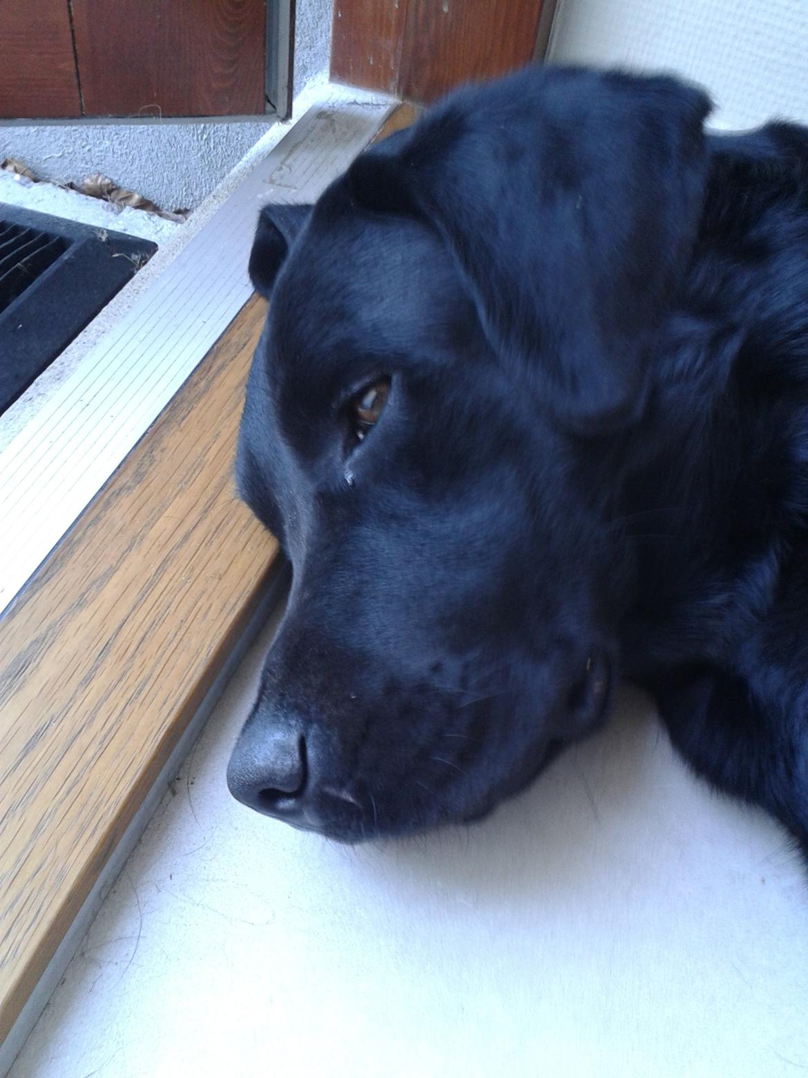 Labrador retriever Smilla billede 11