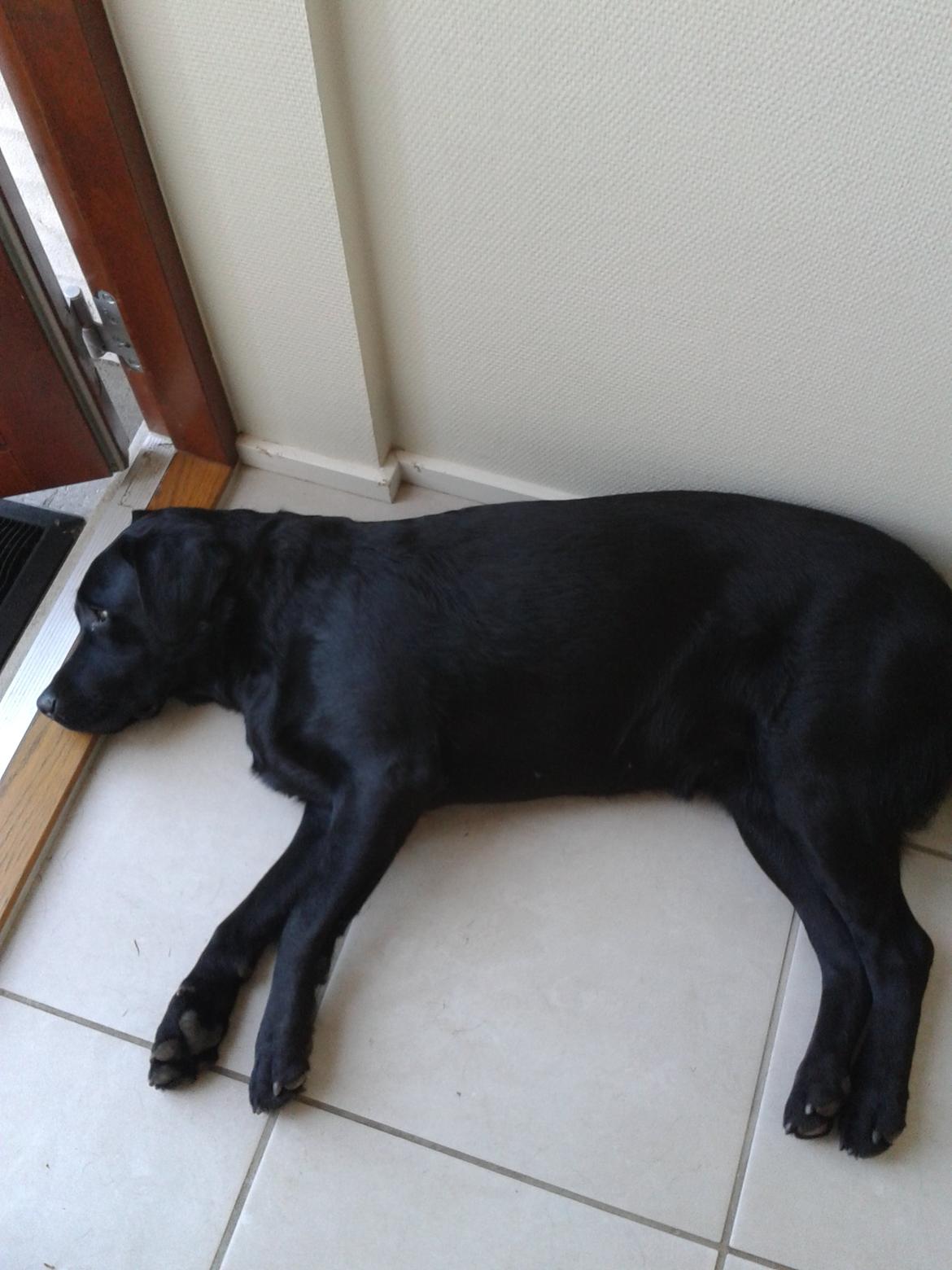 Labrador retriever Smilla billede 12