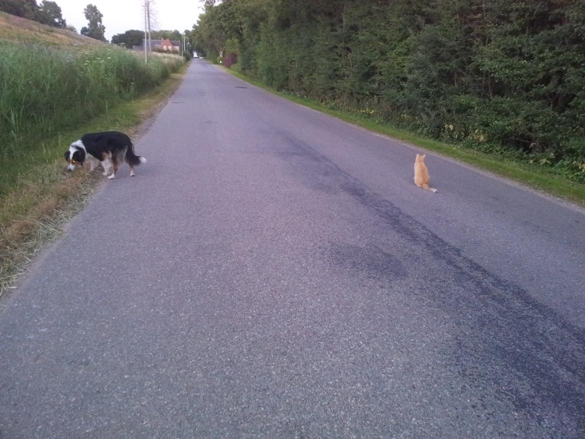 Collie langhåret Chica billede 35