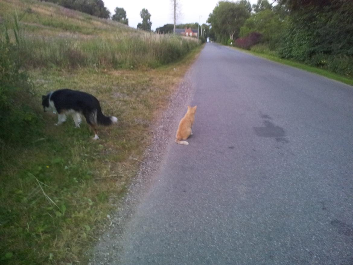 Collie langhåret Chica billede 36