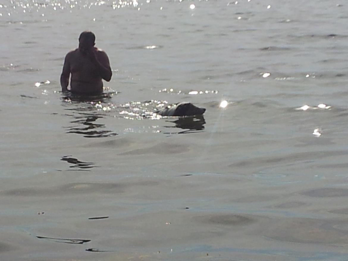 Collie langhåret Chica billede 37