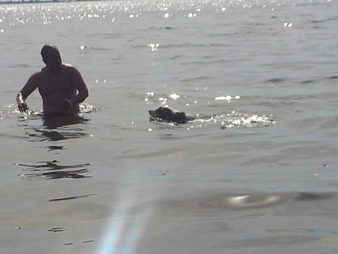 Collie langhåret Chica billede 38