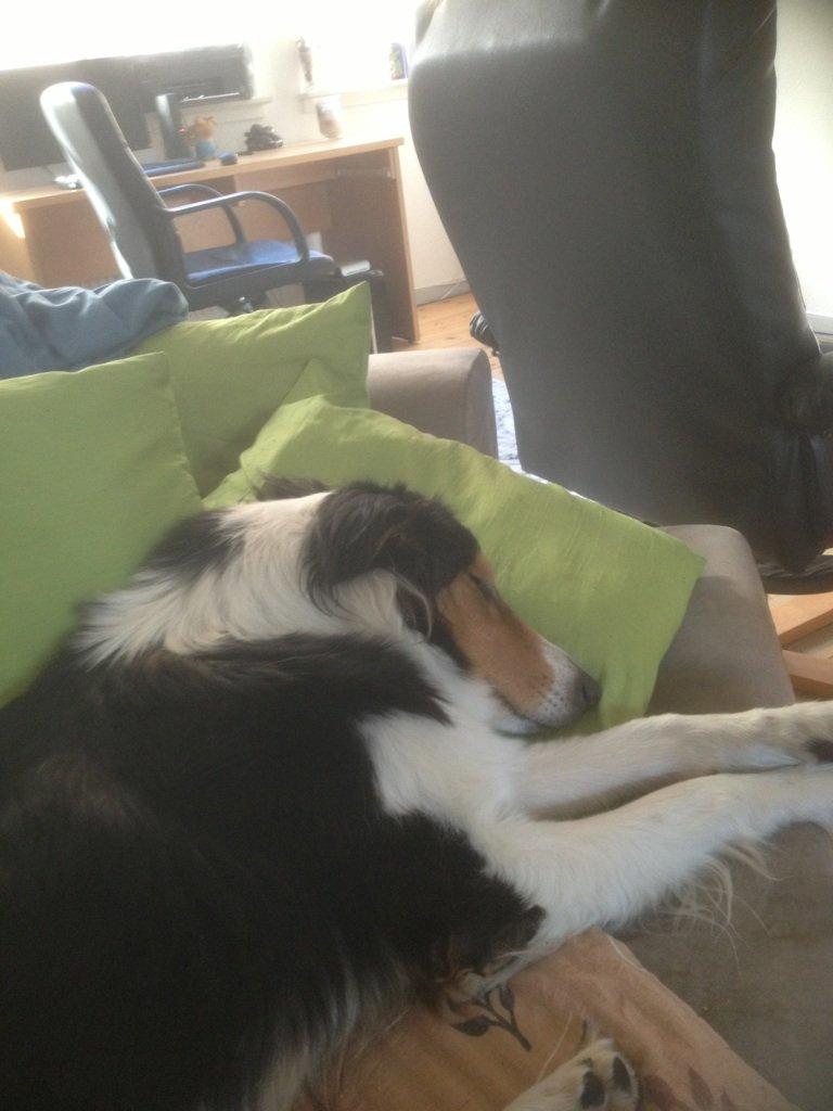 Collie langhåret Chica billede 39