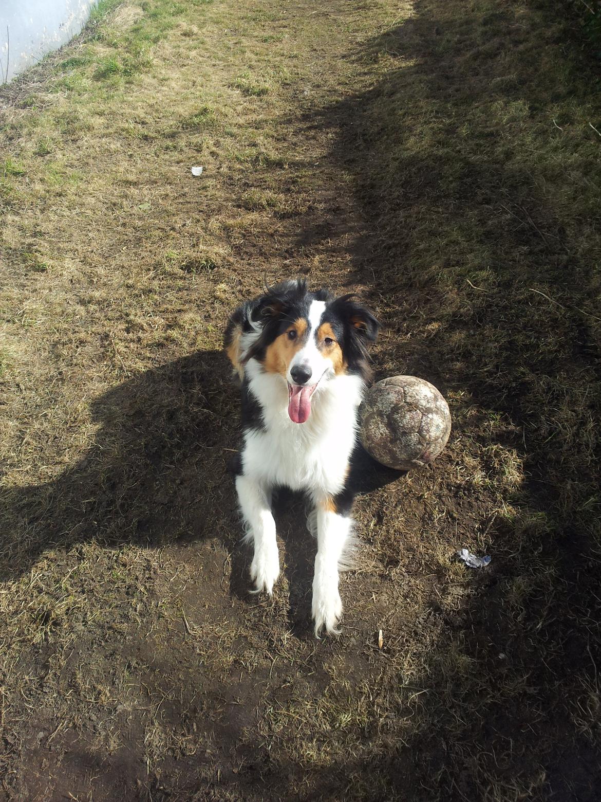 Collie langhåret Chica billede 40