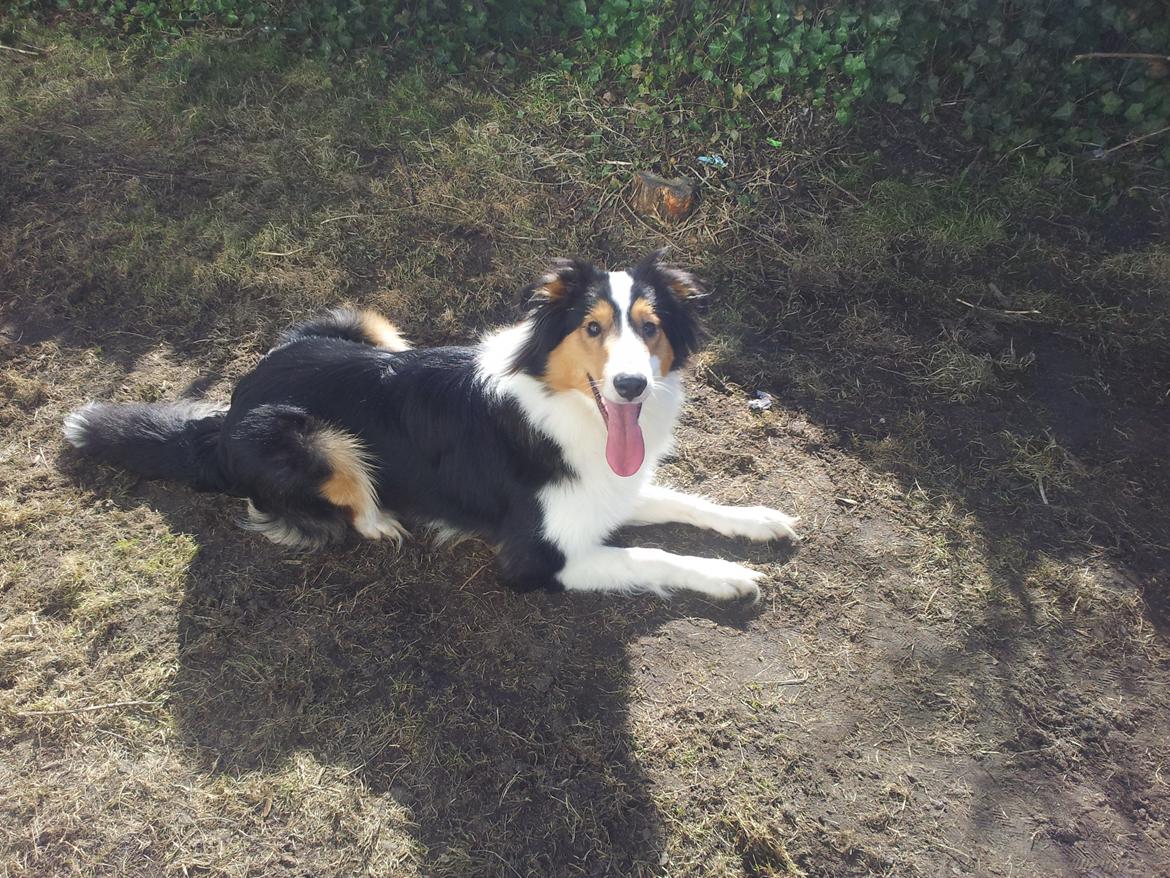 Collie langhåret Chica billede 41