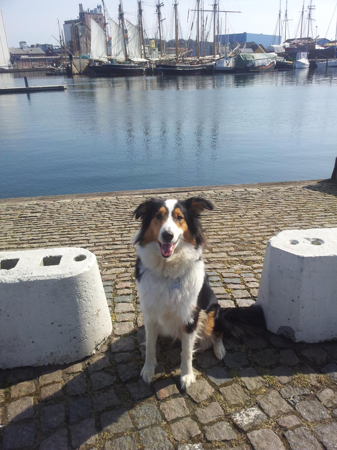 Collie langhåret Chica billede 42