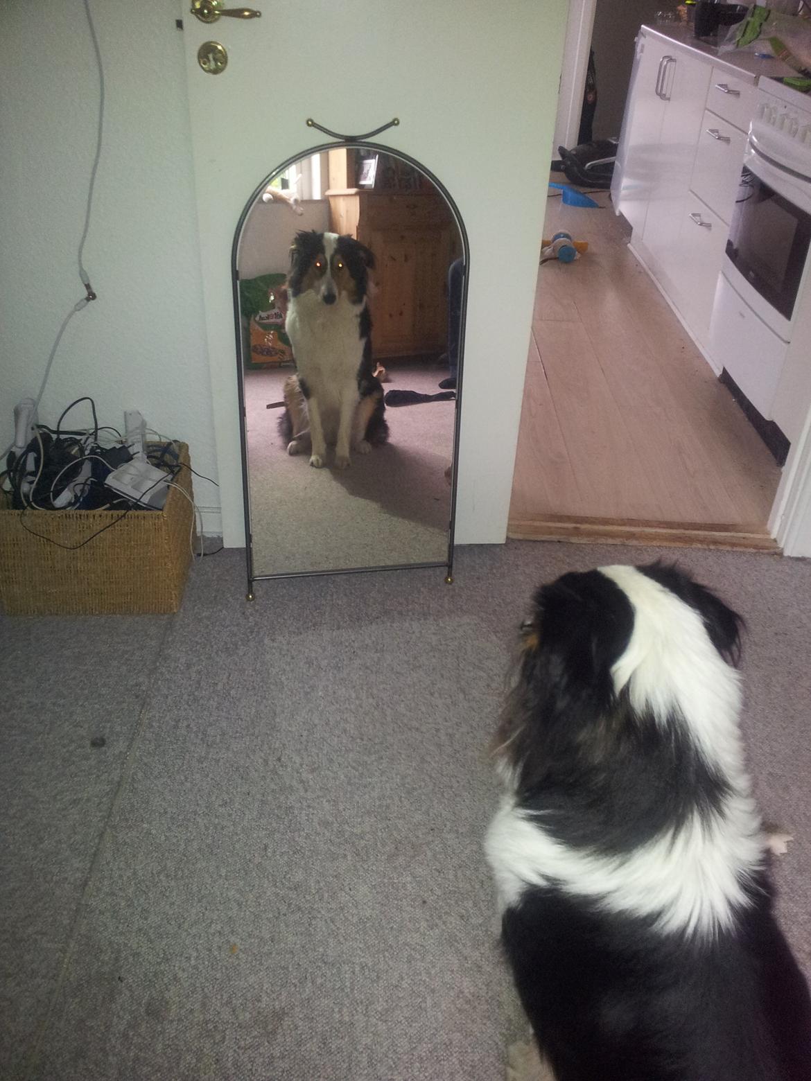 Collie langhåret Chica billede 43