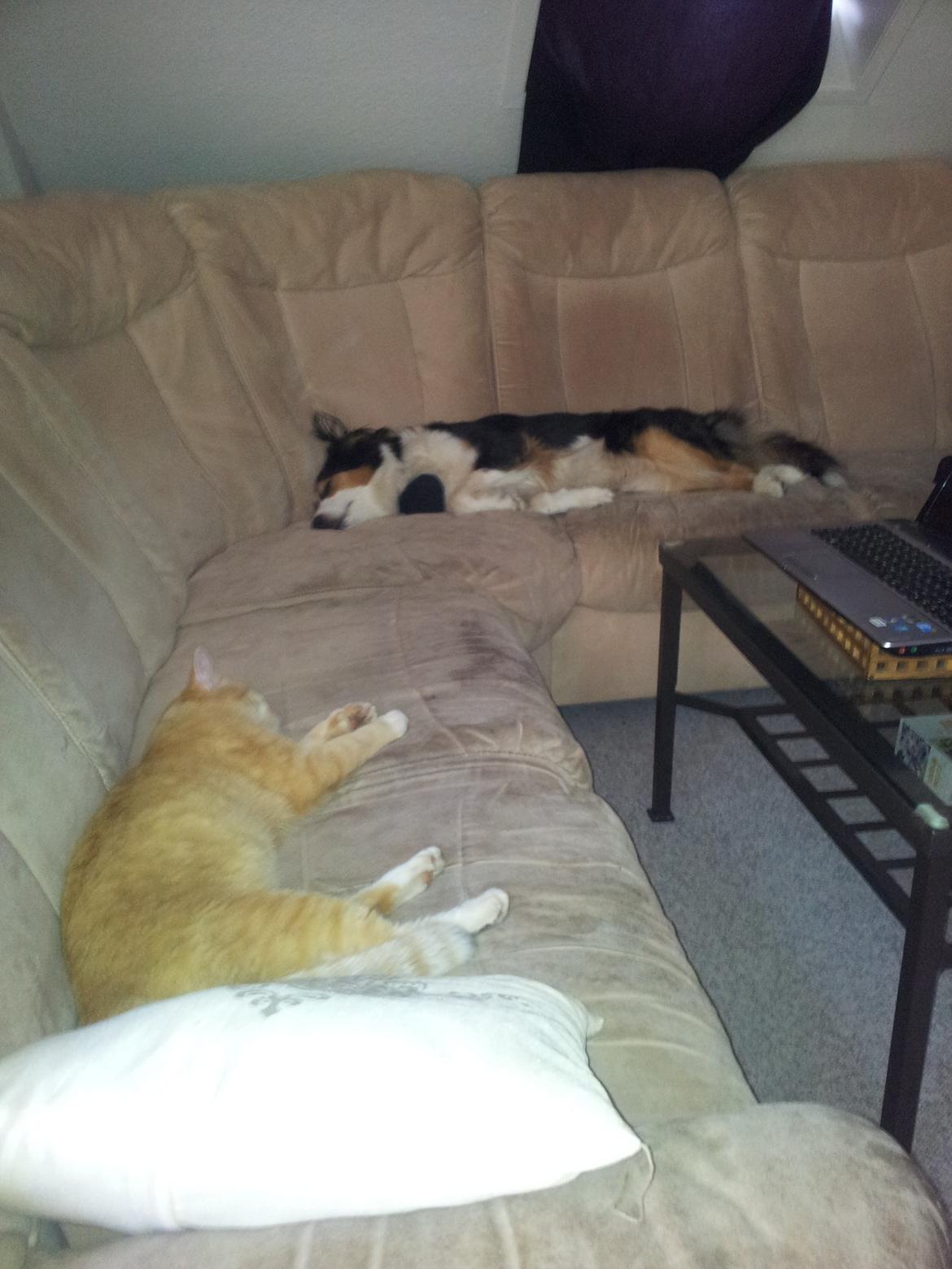 Collie langhåret Chica billede 44