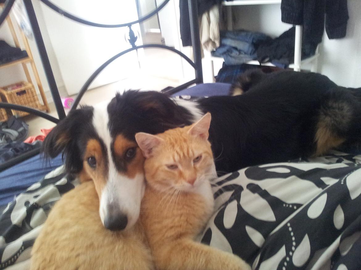 Collie langhåret Chica billede 45