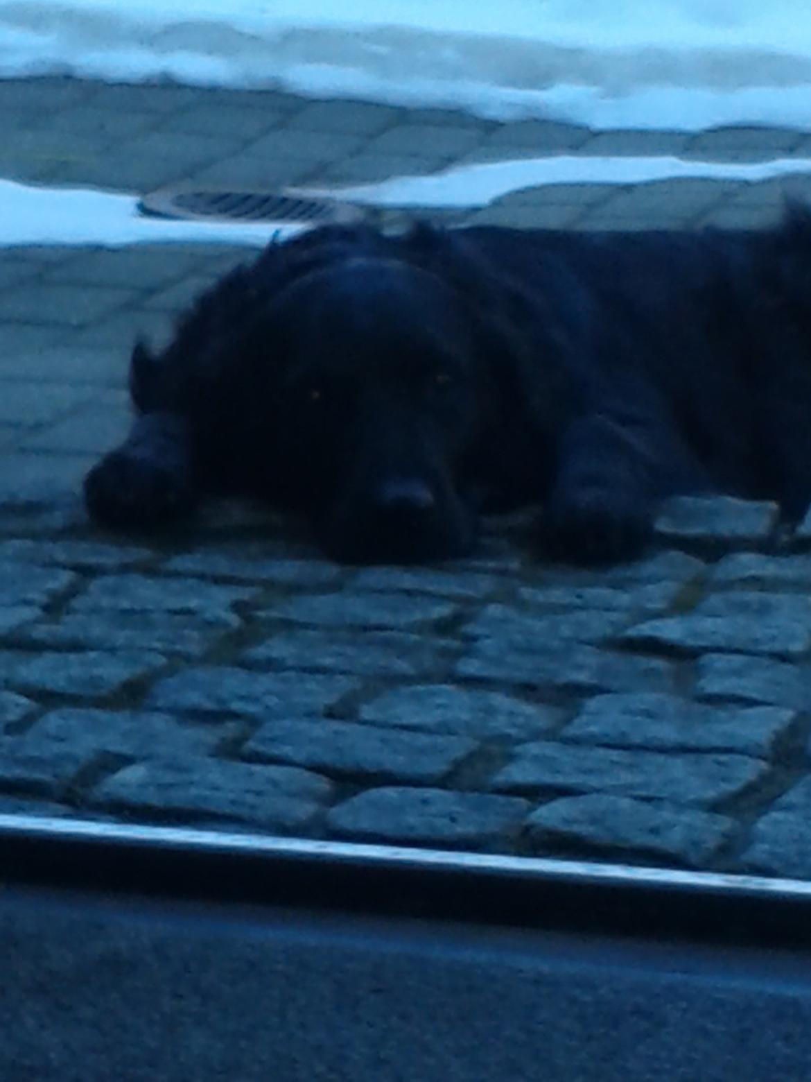 Blanding af racer Puf billede 6