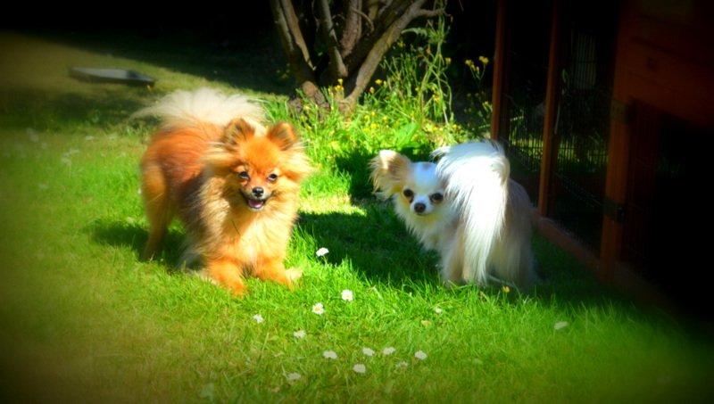 Chihuahua Mazey (Tut) billede 16