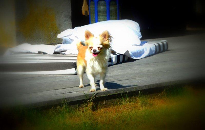 Chihuahua Mazey (Tut) billede 17