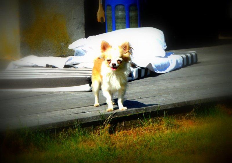 Chihuahua Mazey (Tut) billede 18