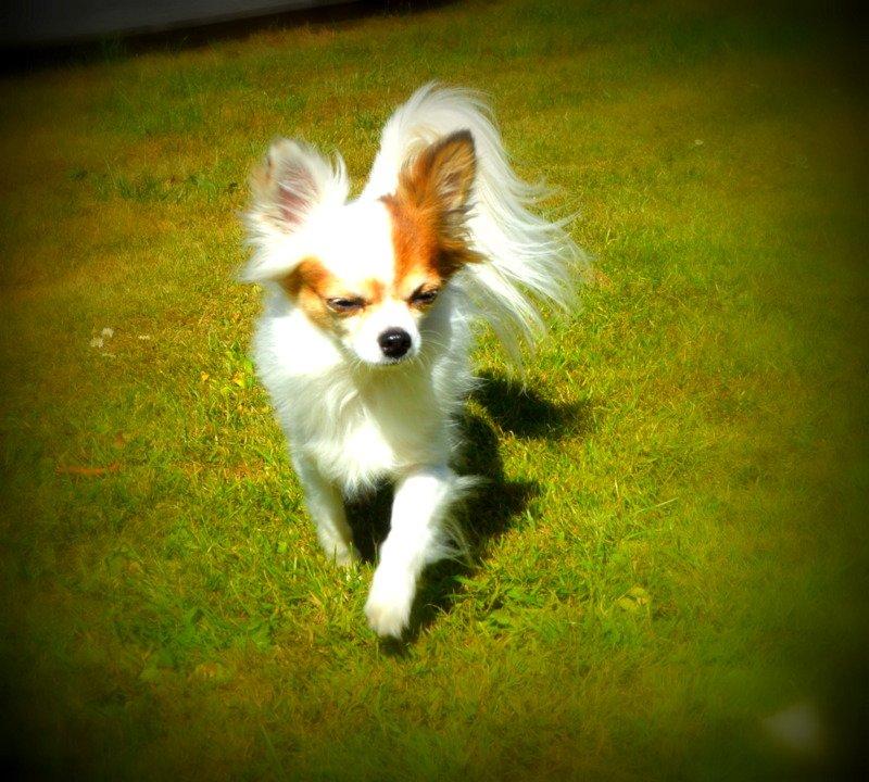 Chihuahua Birkedals Mickey R.I.P billede 16