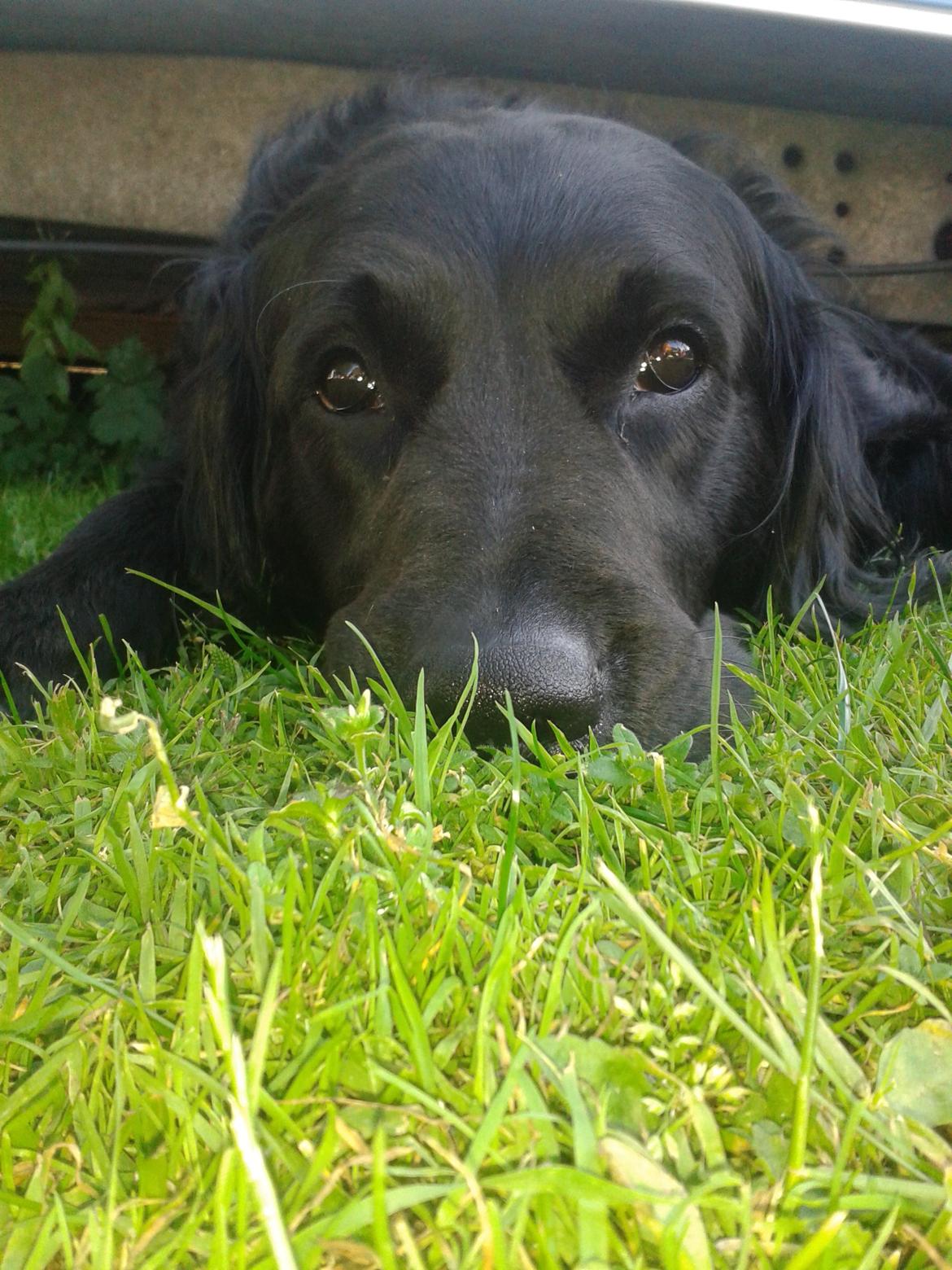 Blanding af racer Puf billede 7