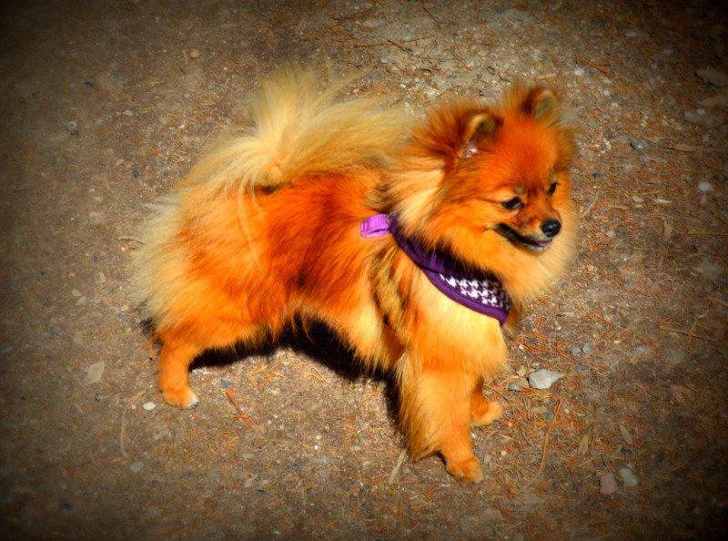 Pomeranian Ane's Dolly  (Neela) - På vej i skoven, det er lykken. billede 5